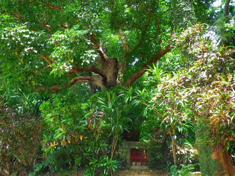 🌳 슈리 긴조의 큰 아카기 나무 (슈리킨조노 오오아카기) 이미지 1